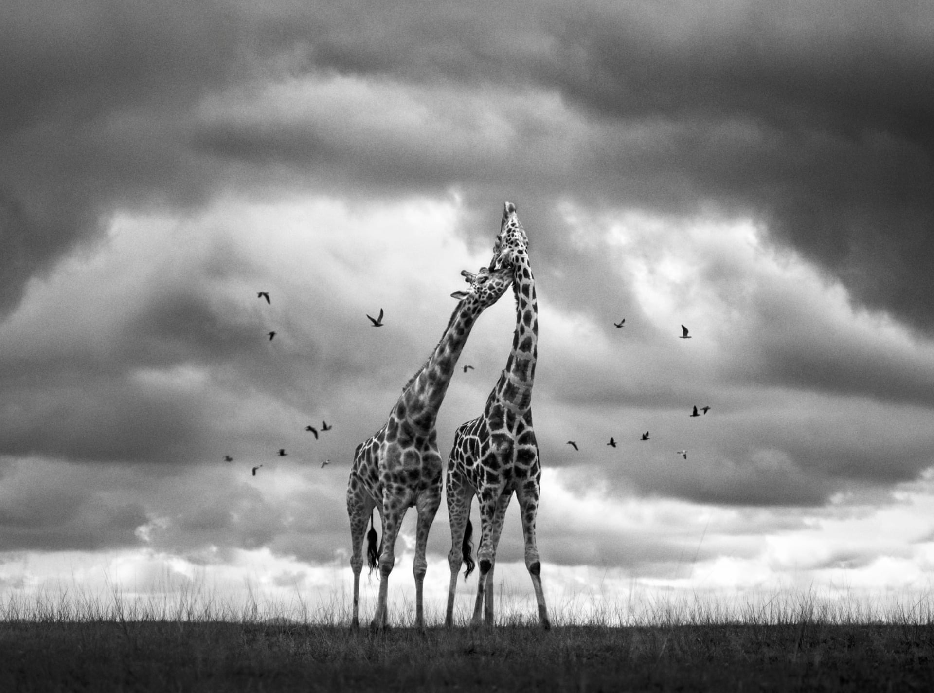 Marina Cano, Giraffes, The Nature of Hope, Fotoğraf: Vital Impacts