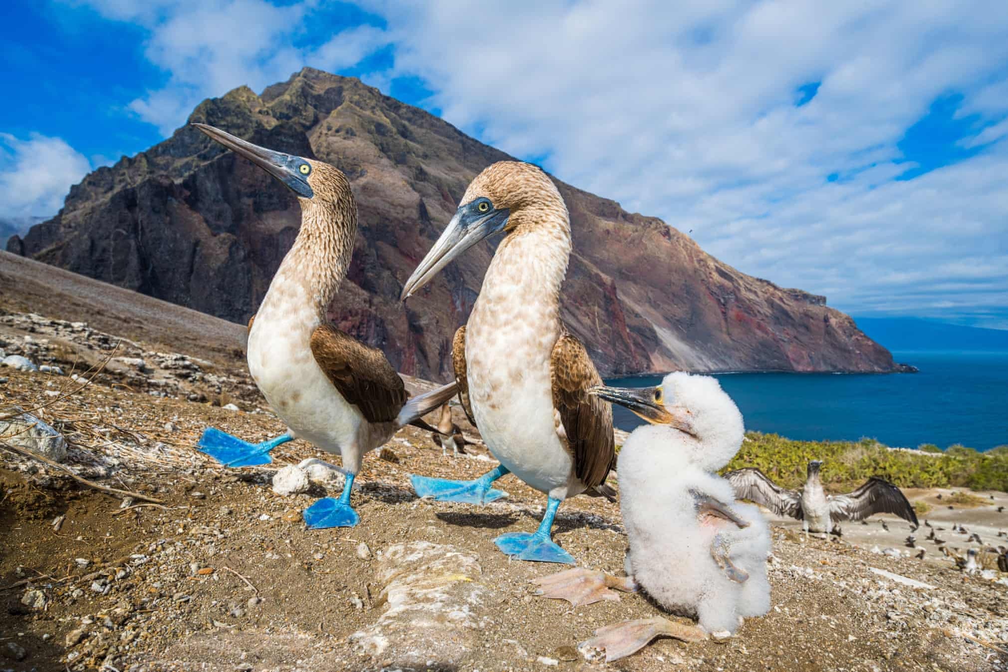Tui De Roy, Blue-footed Booby, The Nature of Hope, Fotoğraf: Vital Impacts