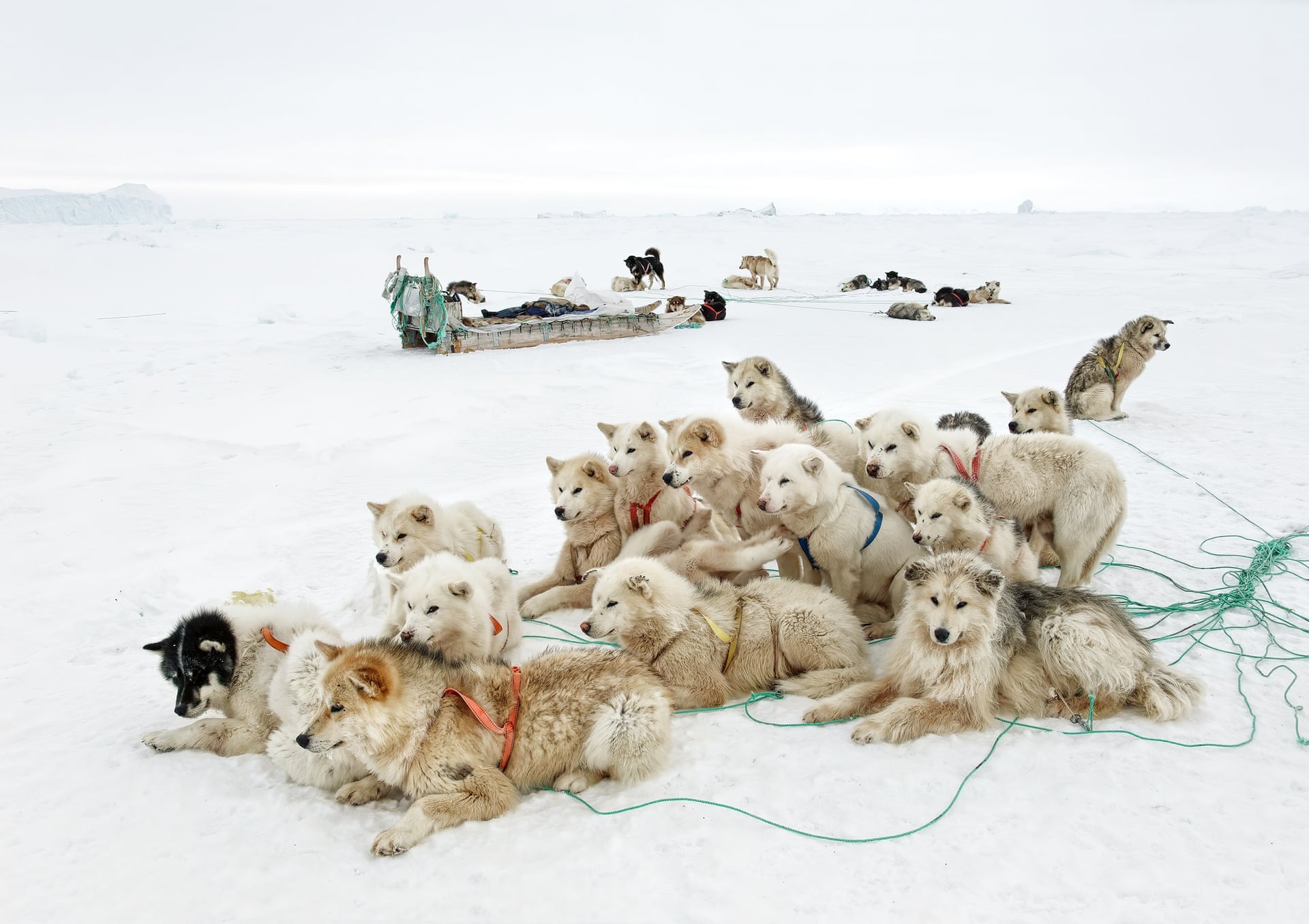 Tiina Itkonen, Dog Sleds in Greenland, The Nature of Hope, Fotoğraf: Vital Impacts