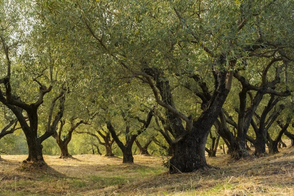 The Olive Tree: Protected Not by Law, But by Conscience
