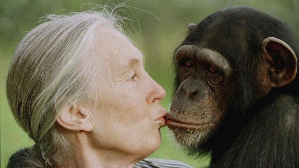 Sessiz Devrimci: Jane Goodall’ın Olağanüstü Yaşamı