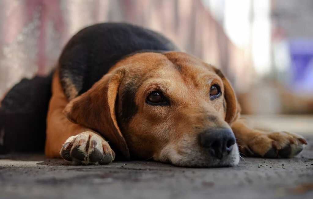 Yasaklanan Merhamet: Mancacılar ve Sokak Hayvanları